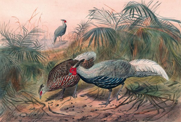 Main Product Photo of The Lineated Pheasant  Painting by Joseph Wolf