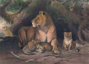 The Lion by Joseph Wolf Oil Painting