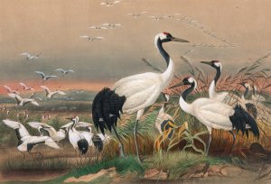 The Mantchurian Crane by Joseph Wolf Oil Painting