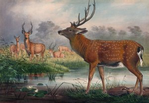 The Mantchurian Deer by Joseph Wolf Oil Painting
