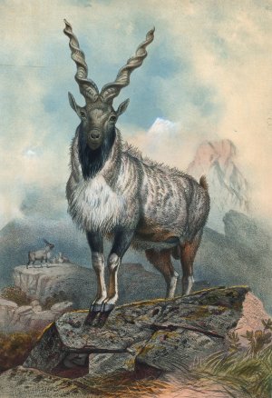 The Markhore by Joseph Wolf Oil Painting