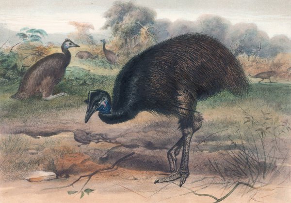 The Mooruk  by Joseph Wolf - Hand-Painted Oil Painting Reproduction