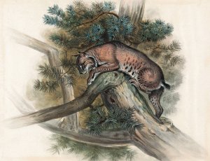The Norwegian Lynx by Joseph Wolf Oil Painting
