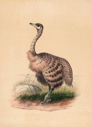 The Ostrich by Joseph Wolf Oil Painting