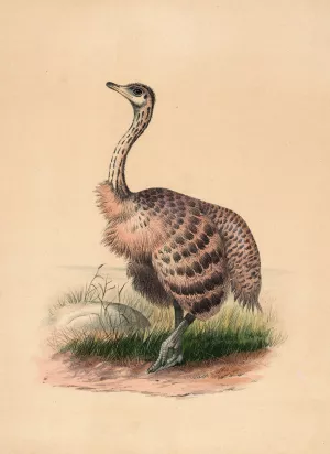 The Ostrich by Joseph Wolf Oil Painting