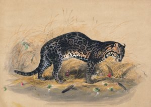The Painted Ocelot by Joseph Wolf Oil Painting
