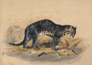 The Painted Ocelot by Joseph Wolf Oil Painting