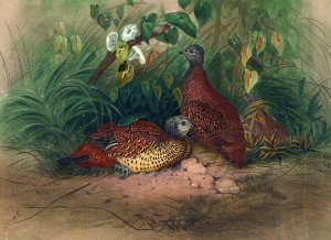 The Painted Spur-Fowl by Joseph Wolf Oil Painting