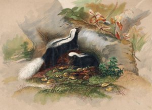 The Patagonian Skunk by Joseph Wolf Oil Painting