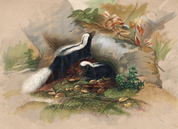The Patagonian Skunk  by Joseph Wolf - Hand-Painted Oil Painting Reproduction