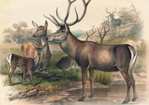 The Persian Deer by Joseph Wolf Oil Painting