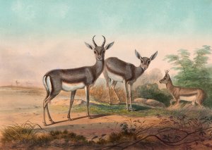 The Persian Gazelle by Joseph Wolf Oil Painting