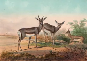 The Persian Gazelle by Joseph Wolf Oil Painting