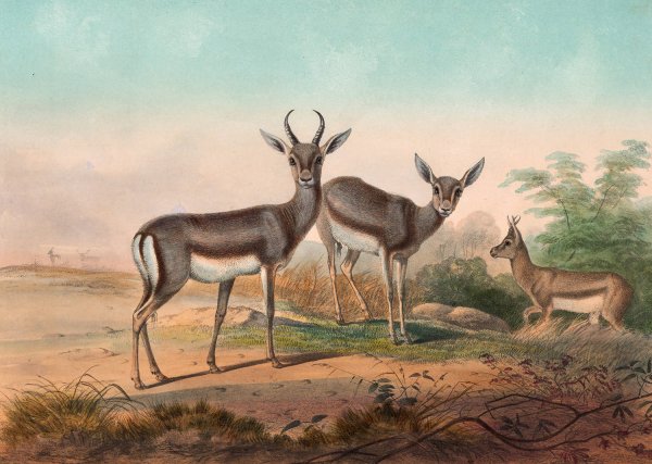 The Persian Gazelle  by Joseph Wolf - Hand-Painted Oil Painting Reproduction