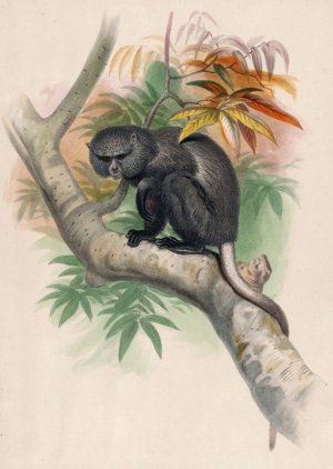 The Pluto Monkey by Joseph Wolf Oil Painting