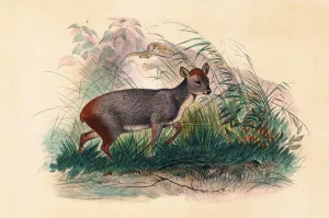 The Pudu Deer by Joseph Wolf Oil Painting