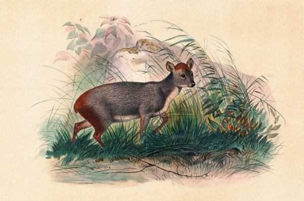 Main Product Photo of The Pudu Deer  Painting by Joseph Wolf