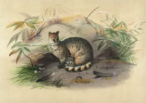 The Rasse Oil painting by Joseph Wolf