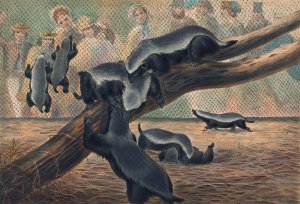 The Ratels by Joseph Wolf Oil Painting