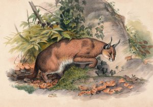 The Red Caracal by Joseph Wolf Oil Painting