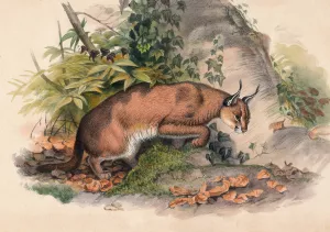 The Red Caracal by Joseph Wolf Oil Painting