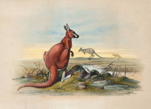 The Red Kangaroo by Joseph Wolf Oil Painting