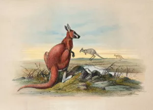 The Red Kangaroo by Joseph Wolf Oil Painting
