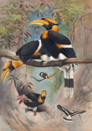 The Rhinoceros Hornbill by Joseph Wolf Oil Painting