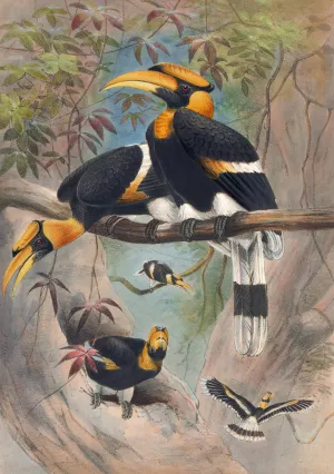 The Rhinoceros Hornbill by Joseph Wolf Oil Painting