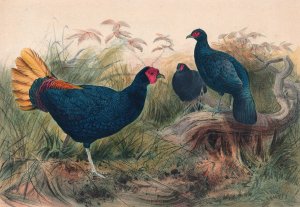 The Rufous-Tailed Pheasant by Joseph Wolf Oil Painting