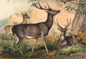 The Rusa Deer by Joseph Wolf Oil Painting