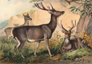 The Rusa Deer by Joseph Wolf Oil Painting