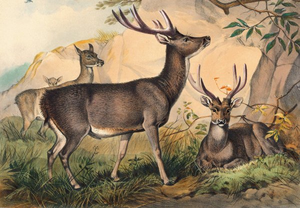 The Rusa Deer  by Joseph Wolf - Hand-Painted Oil Painting Reproduction