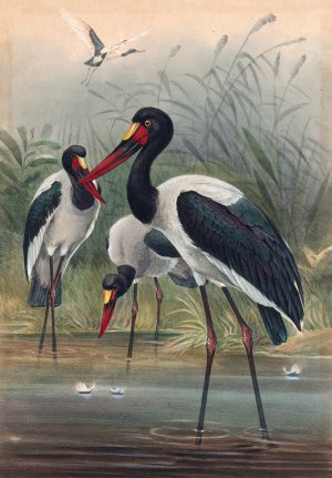 The Saddle-Billed Stork by Joseph Wolf Oil Painting