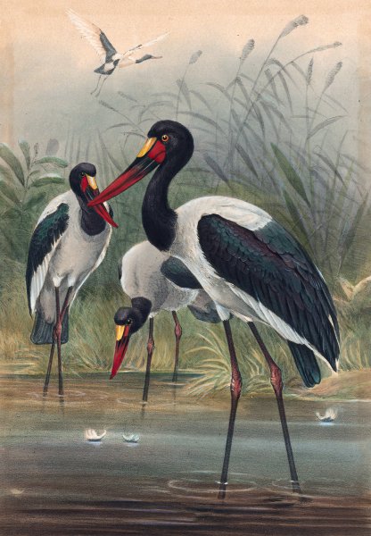 Main Product Photo of The Saddle-Billed Stork  Painting by Joseph Wolf