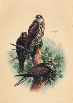 The Saker Falcon by Joseph Wolf Oil Painting