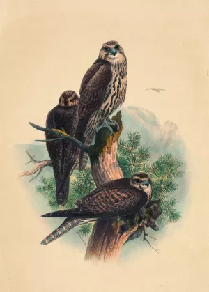 The Saker Falcon by Joseph Wolf Oil Painting