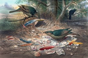 The Satin Bower-Bird by Joseph Wolf Oil Painting