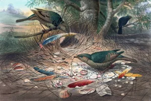 The Satin Bower-Bird by Joseph Wolf Oil Painting