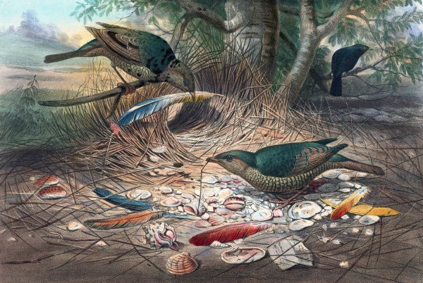 The Satin Bower-Bird  by Joseph Wolf - Hand-Painted Oil Painting Reproduction