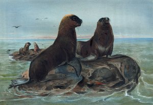 The Sea Bear by Joseph Wolf Oil Painting