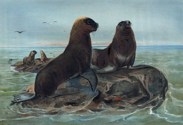 The Sea Bear  by Joseph Wolf - Hand-Painted Oil Painting Reproduction