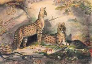 The Serval by Joseph Wolf Oil Painting