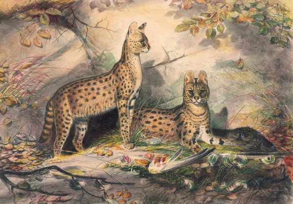 Main Product Photo of The Serval  Painting by Joseph Wolf