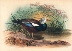 The Shielded Duck by Joseph Wolf Oil Painting