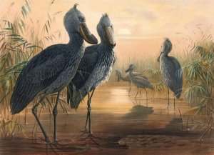 The Shoe Bill by Joseph Wolf Oil Painting