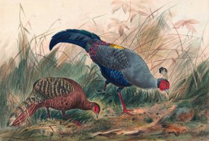The Siamese Pheasant by Joseph Wolf Oil Painting