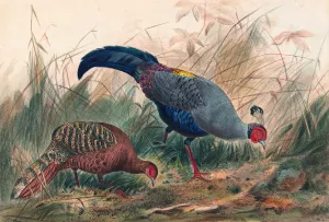The Siamese Pheasant by Joseph Wolf Oil Painting
