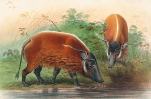 The South African River Hog by Joseph Wolf Oil Painting