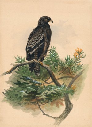 The Spotted Eagle by Joseph Wolf Oil Painting